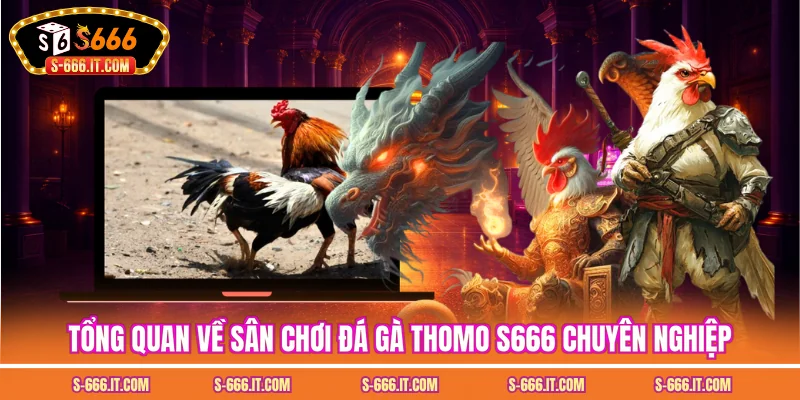 Tổng quan về sân chơi đá gà thomo S666 chuyên nghiệp